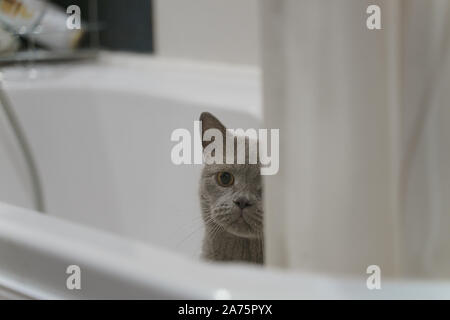 Chat British shorthair piaulements de derrière le bord de la salle de bains Banque D'Images