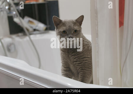 Chat British shorthair piaulements de derrière le bord de la salle de bains Banque D'Images