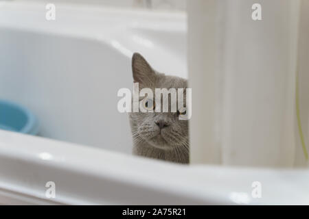 Chat British shorthair piaulements de derrière le bord de la salle de bains Banque D'Images