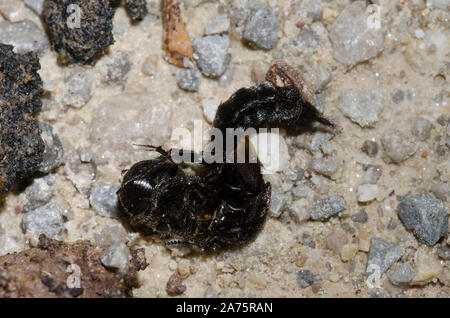 Red-spotted Staphylin, Platydracus fossator, attaquant bousier, Canthon sp. Banque D'Images