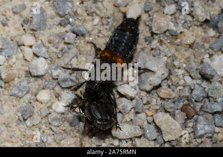 Red-spotted Staphylin, Platydracus fossator, attaquant bousier, Canthon sp. Banque D'Images