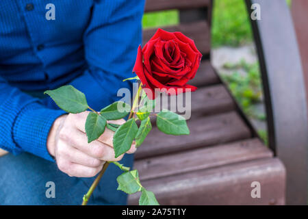 Rose rouge vif dans les mains d'un homme donnant un cadeau à une fille Banque D'Images