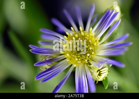 Violet Fleur Aster Monte Casino Close Up Banque D'Images