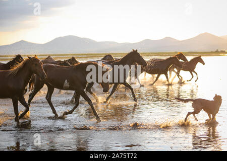 Yilki chevaux qui courent dans l'eau, de la ville de Kayseri, Turquie Banque D'Images