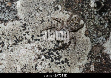 De la famille des Gradungulidae, Platycryptus undatus, camouflée sur couverts de lichen rock Banque D'Images
