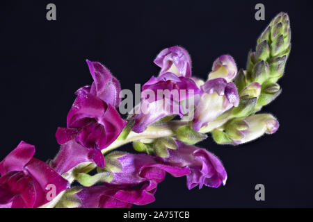 Fleur Rose vif Dragon Snap Close Up montrant les trichomes Banque D'Images