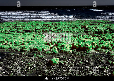 Image infrarouge - découverte des roches de craie surmontée d'algues à marée basse (près de dumpton gap) - resort de broadstairs - Île de Thanet - Kent - Angleterre - Royaume-Uni Banque D'Images