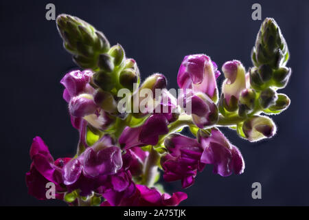 Fleur Rose vif Dragon Snap Close Up montrant les trichomes Banque D'Images