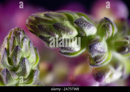 Fleur Rose vif Dragon Snap Close Up montrant les trichomes Banque D'Images