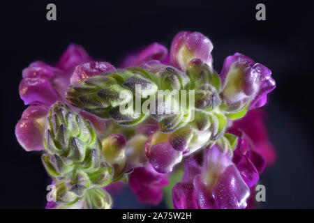 Fleur Rose vif Dragon Snap Close Up montrant les trichomes Banque D'Images