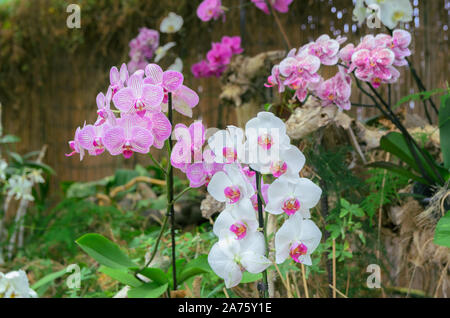 Orchidées exotiques différents croître et fleurir dans le jardin tropical. Orchidée fleur magnifique arrière-plan. Banque D'Images