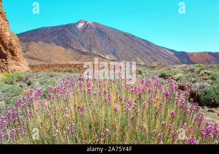 Vue du volcan el Teide fleurs typique Alheli del Teide (Erysimum scoparium) dans le parc national de Las Canadas del Teide. Meilleur endroit pour vis Banque D'Images