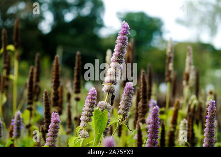 Agastache rugosa Alba Menthe coréenne F. albiflora sur l'affichage et à la vente dans un "centre de jardin. Banque D'Images