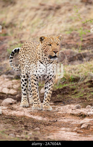 Homme Leopard (Panthera pardus), permanent Mashatu, Botswana Banque D'Images