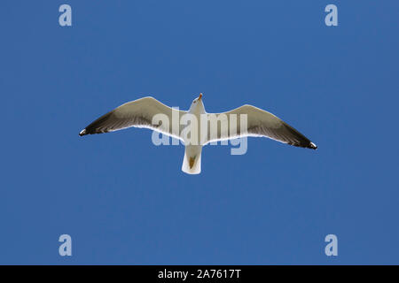 Moindre Goéland marin (Larus fuscus) en vol sur fond de ciel bleu Banque D'Images