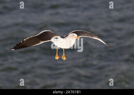 Moindre Goéland marin (Larus fuscus) en vol au dessus de l'eau de mer Banque D'Images