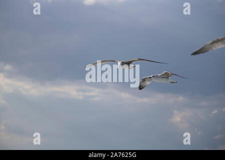 Mouettes close-up dans le ciel. Ciel nuageux dans l'arrière-plan. Il a été pris en octobre. Banque D'Images