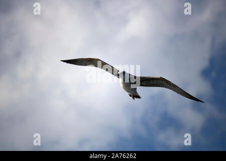 Mouettes close-up dans le ciel. Ciel nuageux dans l'arrière-plan. Il a été pris en octobre. Banque D'Images