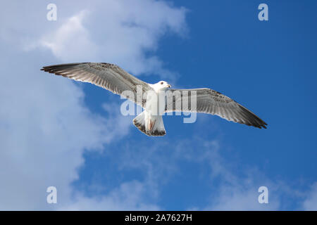 Mouettes close-up dans le ciel. Ciel nuageux dans l'arrière-plan. Il a été pris en octobre. Banque D'Images