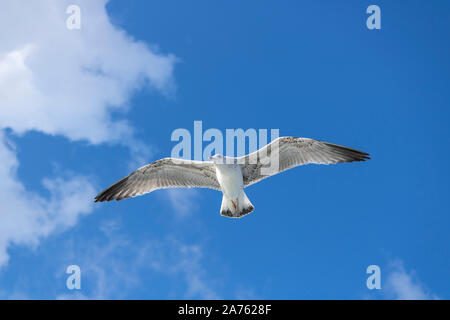 Mouettes close-up dans le ciel. Ciel nuageux dans l'arrière-plan. Il a été pris en octobre. Banque D'Images