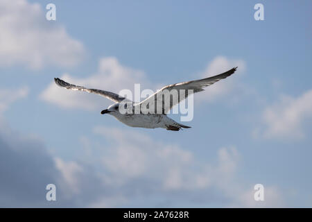 Mouettes close-up dans le ciel. Ciel nuageux dans l'arrière-plan. Il a été pris en octobre. Banque D'Images