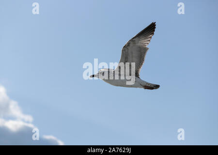 Mouettes close-up dans le ciel. Ciel nuageux dans l'arrière-plan. Il a été pris en octobre. Banque D'Images