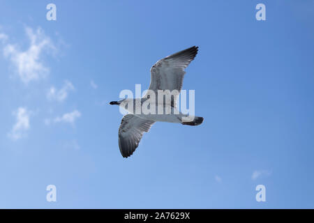 Mouettes close-up dans le ciel. Ciel nuageux dans l'arrière-plan. Il a été pris en octobre. Banque D'Images