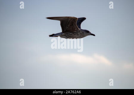 Mouettes close-up dans le ciel. Ciel nuageux dans l'arrière-plan. Il a été pris en octobre. Banque D'Images