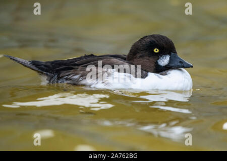 Bucephala islandica, Spatelente,garrot Banque D'Images