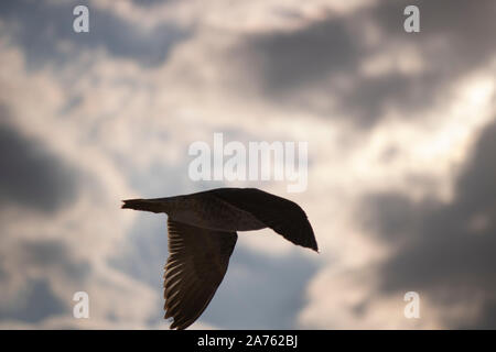Mouettes close-up dans le ciel. Ciel nuageux dans l'arrière-plan. Il a été pris en octobre. Banque D'Images