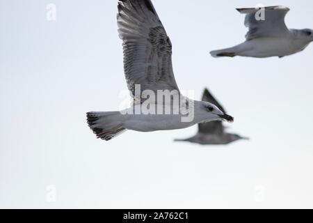 Mouettes close-up dans le ciel. Ciel nuageux dans l'arrière-plan. Il a été pris en octobre. Banque D'Images