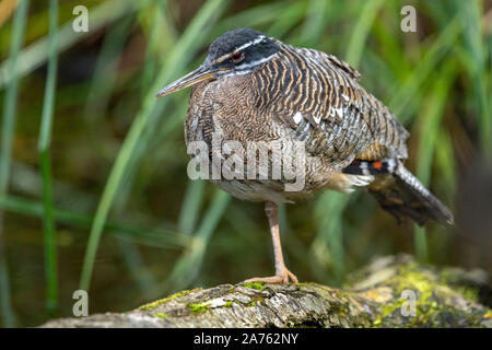 Eurypyga helias, Sonnenralle Sun-Bittern, Banque D'Images