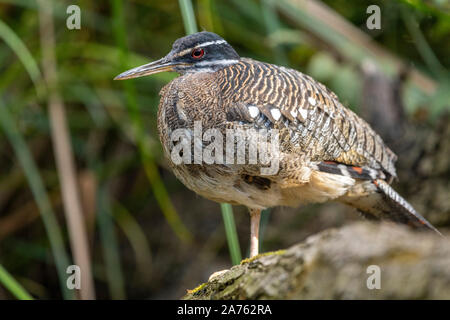 Eurypyga helias, Sonnenralle Sun-Bittern, Banque D'Images