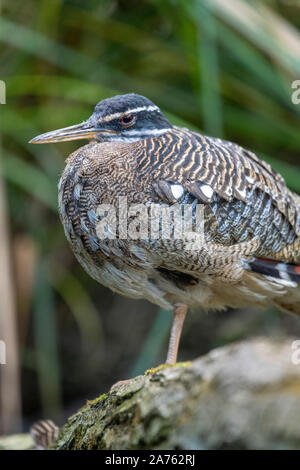 Eurypyga helias, Sonnenralle Sun-Bittern, Banque D'Images