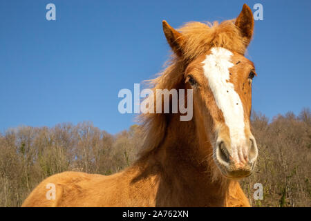 Poulain alezan de chevaux de trait des mouches sur le visage contre les arbres et ciel bleu sur journée ensoleillée dans la nature Banque D'Images