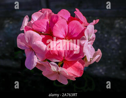 Seule la tête de géranium à fleurs roses sur un fond sombre qui est diffusée. Banque D'Images