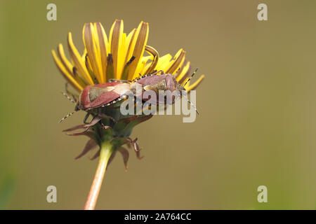 Dolycoris baccarum (Shieldbugs poilue) l'accouplement sur fleur de pissenlit. Tipperary, Irlande Banque D'Images