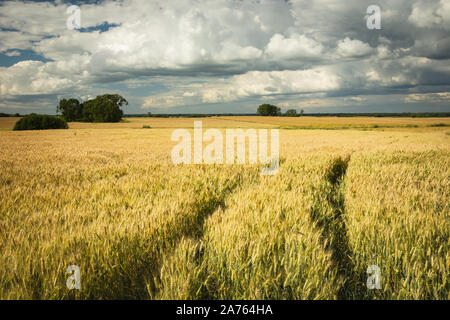 Les traces des roues dans le champ de triticale et le blanc-gris des nuages dans le ciel Banque D'Images