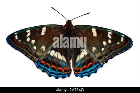 Peuplier papillon Amiral (Limenitis populi) close up, isolé sur fond blanc. grand papillon aux ailes brun foncé, des taches blanches et rouges et blu Banque D'Images