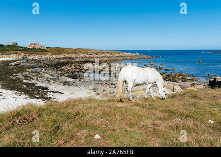 Cheval Blanc broute des pré vert près de la côte, dans l'île de Batz. Banque D'Images