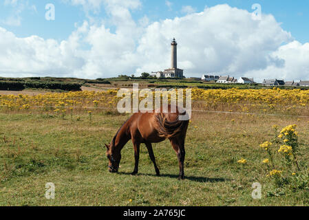 Cheval broute des pré vert dans l'île de Batz. Voir phare contre Banque D'Images