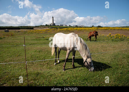 Chevaux blancs et bruns sur pré vert dans l'île de Batz. Voir phare contre Banque D'Images