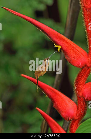 Stripe-throated Hermit (Phaethornis striigularis) alimentation adultes à El Valle, Panama Novembre Banque D'Images