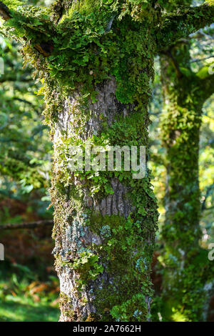 Herbe ou d'arbres Lobaria pulmonaria, un grand lichen foliacé épiphytes vivant sur un arbre, Isle of Mull, Scotland, UK Banque D'Images
