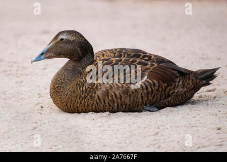 Somateria mollissima Common Eider,,Eiderente Banque D'Images