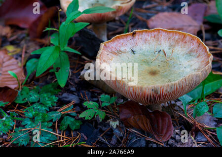 Portrait de la hat à branchies d'un champignon agaric sur le sol de la forêt avec l'automne les feuilles sèches dans une forêt en Allemagne / Europe Banque D'Images