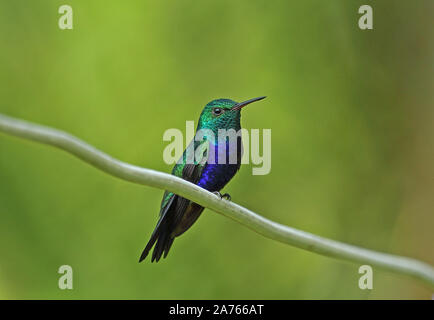 Violet-bellied Hummingbird (Juliamyia julie) mâle adulte, perché sur la rivière Chagres brindille, Panama Novembre Banque D'Images