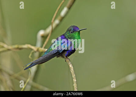 Woodnymph violet-couronné (Thalurania colombica) mâle adulte, perché sur twig Cerro Azul, Panama Novembre Banque D'Images