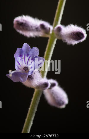 Les bourgeons et fleurs de sauge russe macro dans le studio Banque D'Images