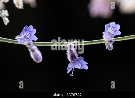 Fleurs et boutons de sauge russe style trapèze dans le studio Banque D'Images